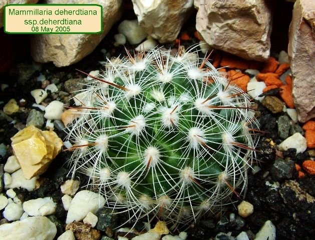 Mammillaria _deherdtiana_ ssp.deherdtiana _03